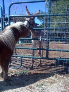 Priscilla and Coco Meet
